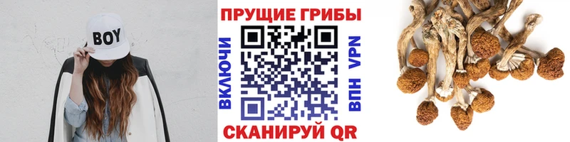 купить наркоту  Болгар  Псилоцибиновые грибы Cubensis 